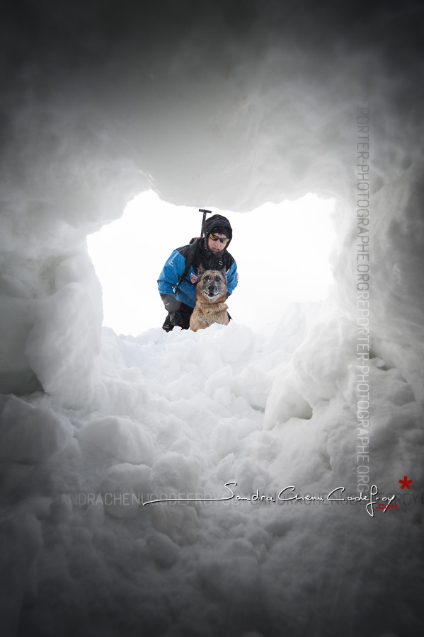 Chien d’avalanche de la CRS des Alpes