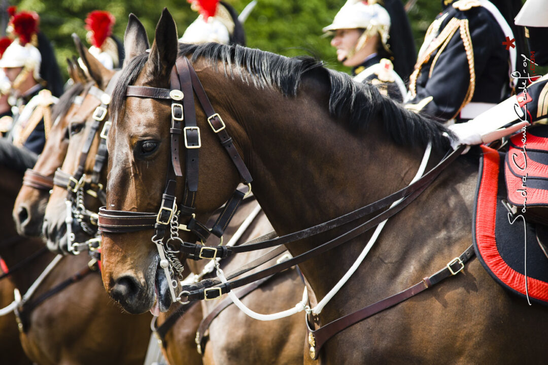 Cheval de la Garde Républicaine [Ref:4511-11-0901]