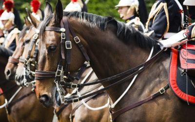 Cheval de la Garde Républicaine [Ref:4511-11-0901]