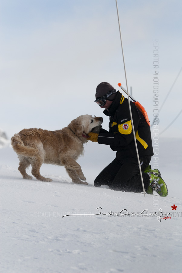 Chien d’avalanche jouant avec son maître [Ref:2310-02-1655]