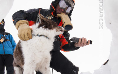 Récompense d’un chien d’avalanche [Ref:2310-02-1630]